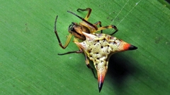 Micrathena annulata