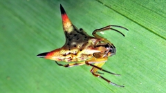 Micrathena annulata