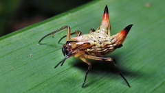 Micrathena annulata