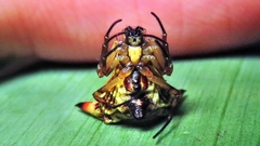 Micrathena annulata