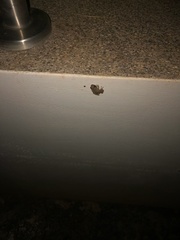 Diasporus diastema