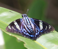 Phocides thermus