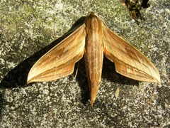 Xylophanes neoptolemus