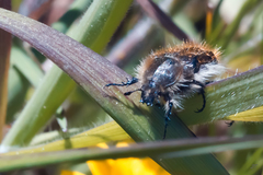 Tropinota squalida