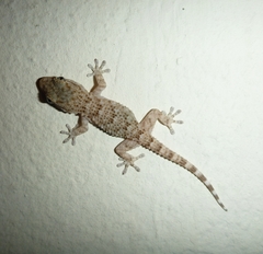 Tarentola mauritanica