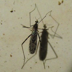 Amphineurus bicinctus