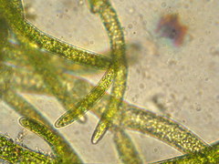 Chaetomorpha minima