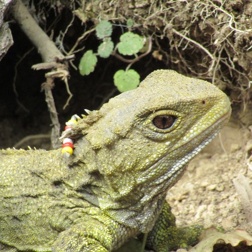 Beakhead, Sphenodon punctatus