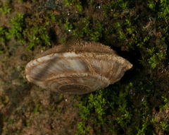 Oreohelix concentrata