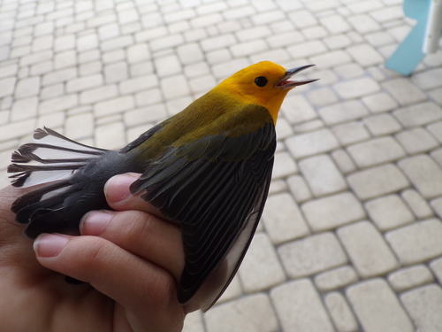 Prothonotary Warbler (Protonotaria citrea)