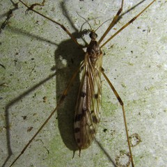 Austrolimnophila atripes