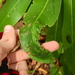 Clinodiplosis rhododendri - Photo Sem direitos reservados, uploaded by Yann Kemper