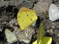 Abaeis salome jamapa