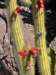Cleistocactus
