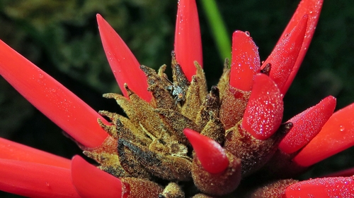 Erythrina speciosa Andrews