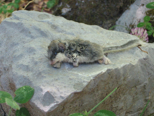 Eurasian Forest Dormouse, Provincia di Potenza, Italia, photo 7 of 10