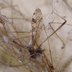 Gynoplistia notabilis