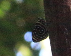 Image of Callicore astarte