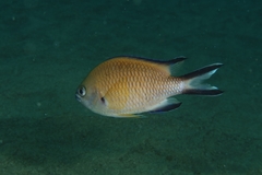 Chromis limbata