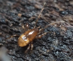 Pergamasus