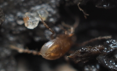 Pergamasus