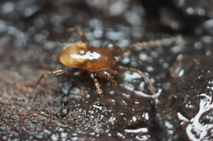 Pergamasus