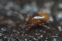 Pergamasus