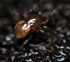 Pergamasus