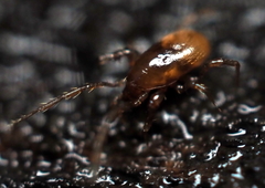 Pergamasus