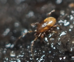 Pergamasus