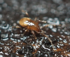 Pergamasus