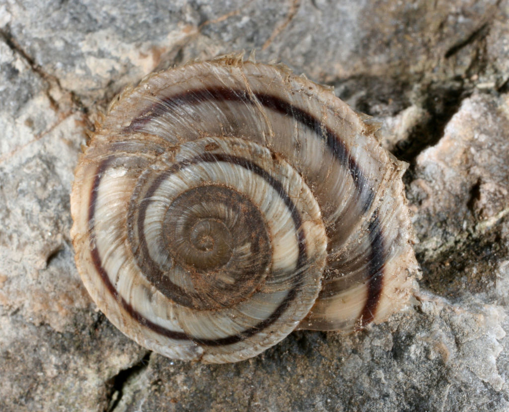 Huachuca mountainsnail