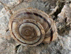 Oreohelix concentrata