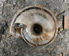 Oreohelix concentrata