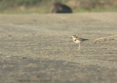 Charadrius collaris