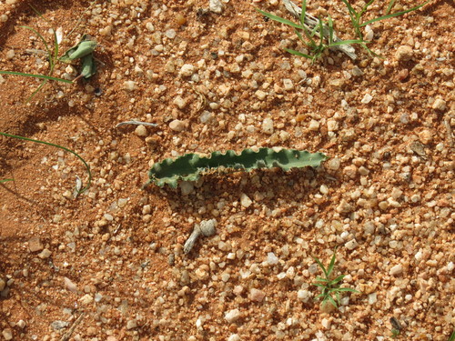 Dipcadi platyphyllum image