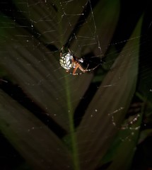 Araneus workmani