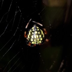 Araneus workmani