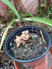 Zingiber officinale