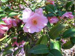 Camellia × williamsii