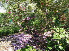 Camellia × williamsii