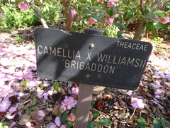 Camellia × williamsii