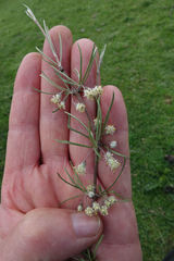 Olearia lineata