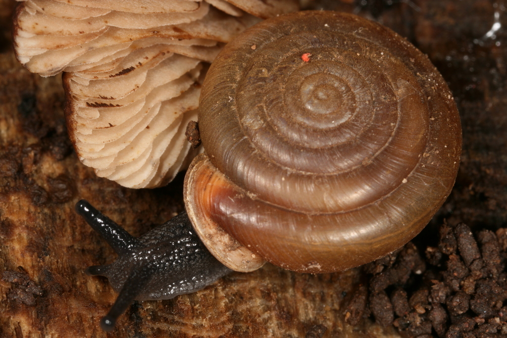 Huachuca woodlandsnail