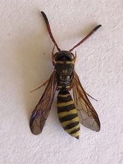 Sapygidae