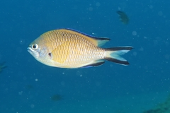 Chromis limbata