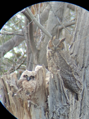 Great Horned Owl photographed in Ohio