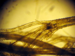 Nitzschia martiana
