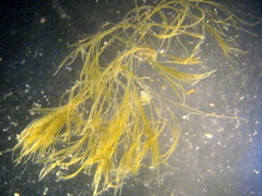 Nitzschia martiana