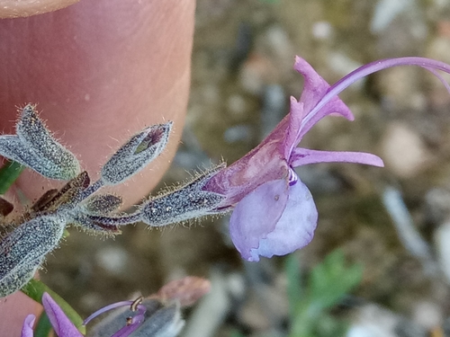 Image of Salvia jordanii by (c) Karim Haddad, some rights reserved (CC BY)